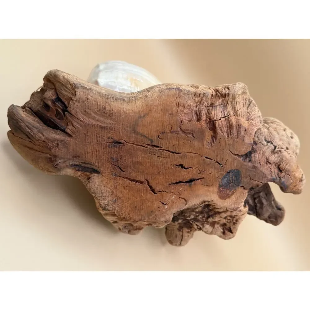 🐚 Vintage Seashell Candle Holder Driftwood Base Miami Florida Beach Decor